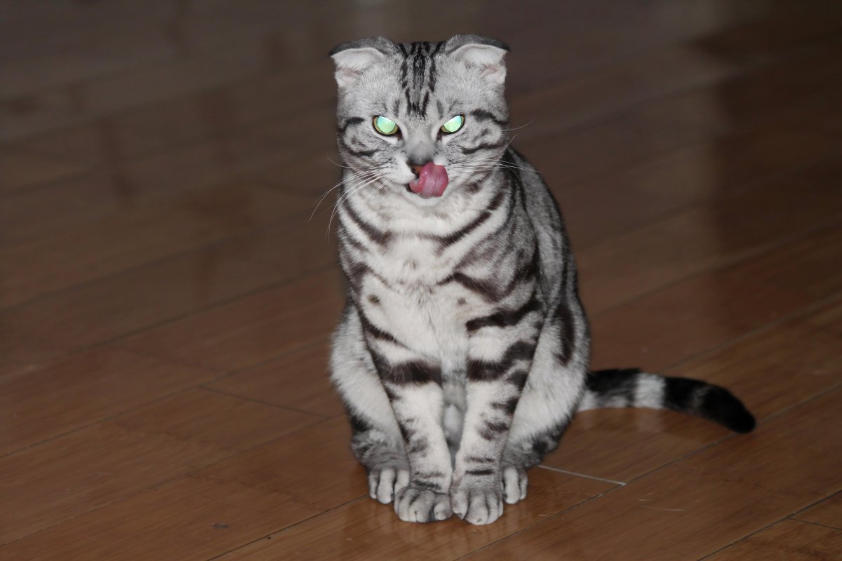 曾经的爱宠小纹2