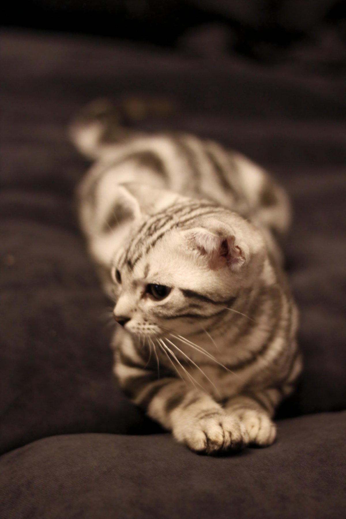 曾经的爱宠小纹1